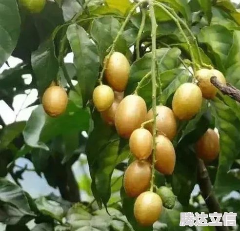 几几寒进桃子里：探讨气候变化对果树生长的影响及其对农业生产的潜在威胁与应对策略